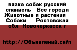 вязка собак русский спаниель - Все города Животные и растения » Собаки   . Ростовская обл.,Новочеркасск г.